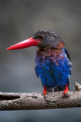 The Javan kingfisher is perched enjoying solitude while observing the surrounding environment to hunt and look for prey to eat