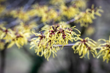Witch hazel
