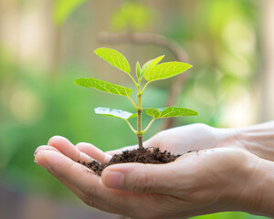 Delicate hands tenderly nurturing a sprouting sapling,
