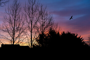 Silhouette of a Kite flying at Sunrise across an Treed Urban Skyline