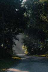 A countryside road through the forest in the morning