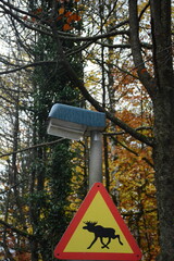 attention moose sign