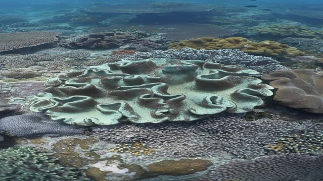 Vertical footage of beautiful soft and hard corals in Indonesia. Underwater while Scuba Diving. 