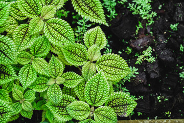 Close up of Pilea involucrata, commonly called the Friendship Plant or Moon Valley. Green Leaves of Plant Pilea Involucrata or Friendship Plant (P. mollis).