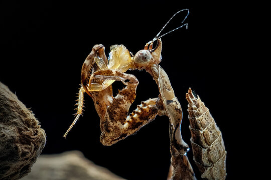 dead leaf mantis deroplatys lobata