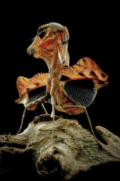 dead leaf mantis deroplatys lobata