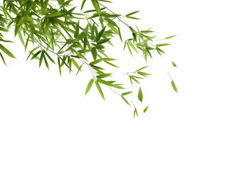 Obraz na płótnie Canvas Serene Green Bamboo Leaves on a Pristine White Background