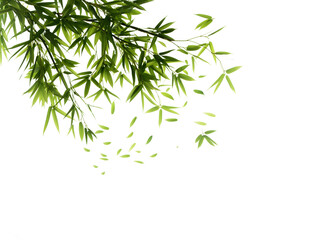 Fototapeta premium Serene Green Bamboo Leaves on a Pristine White Background