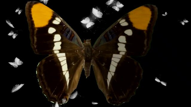 butterfly on black background. fluttering butterfly effect