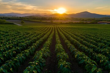 aerial view of a chili pepper farm at sunset - obrazy, fototapety, plakaty