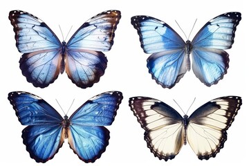 A blue tropical butterfly with a white background, suited for design purposes