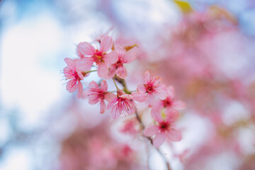 Wild himalayan cherry tree with pink flower blooming in springtime on agriculture field