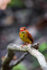 A rufous-backed kingfisher is perched on a tree branch in a lowland tropical forest and watches its surroundings for food