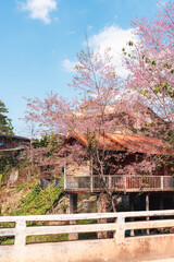 Local tribe house with wild himalayan cherry blooming in Ban Rong Kla - 769850127