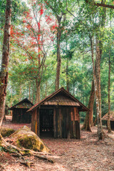Weathered wooden hut with red maple leaves in tropical rainforest at national park - 769850145