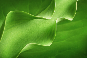 close-up of a plant part on a green background