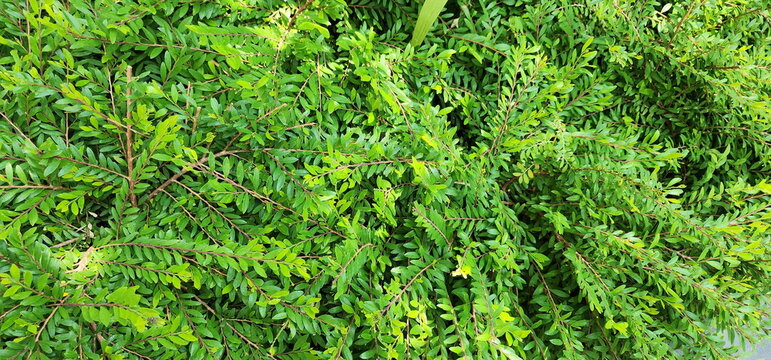 Bush of Phyllanthus myrtifolius (Wight) Müll.Arg. Phyllanthus cochinchinensis trees belong to PHYLLANTHACEAE family. They are low shrubs. Spreads flat on ground and is popular as garden ornament.
