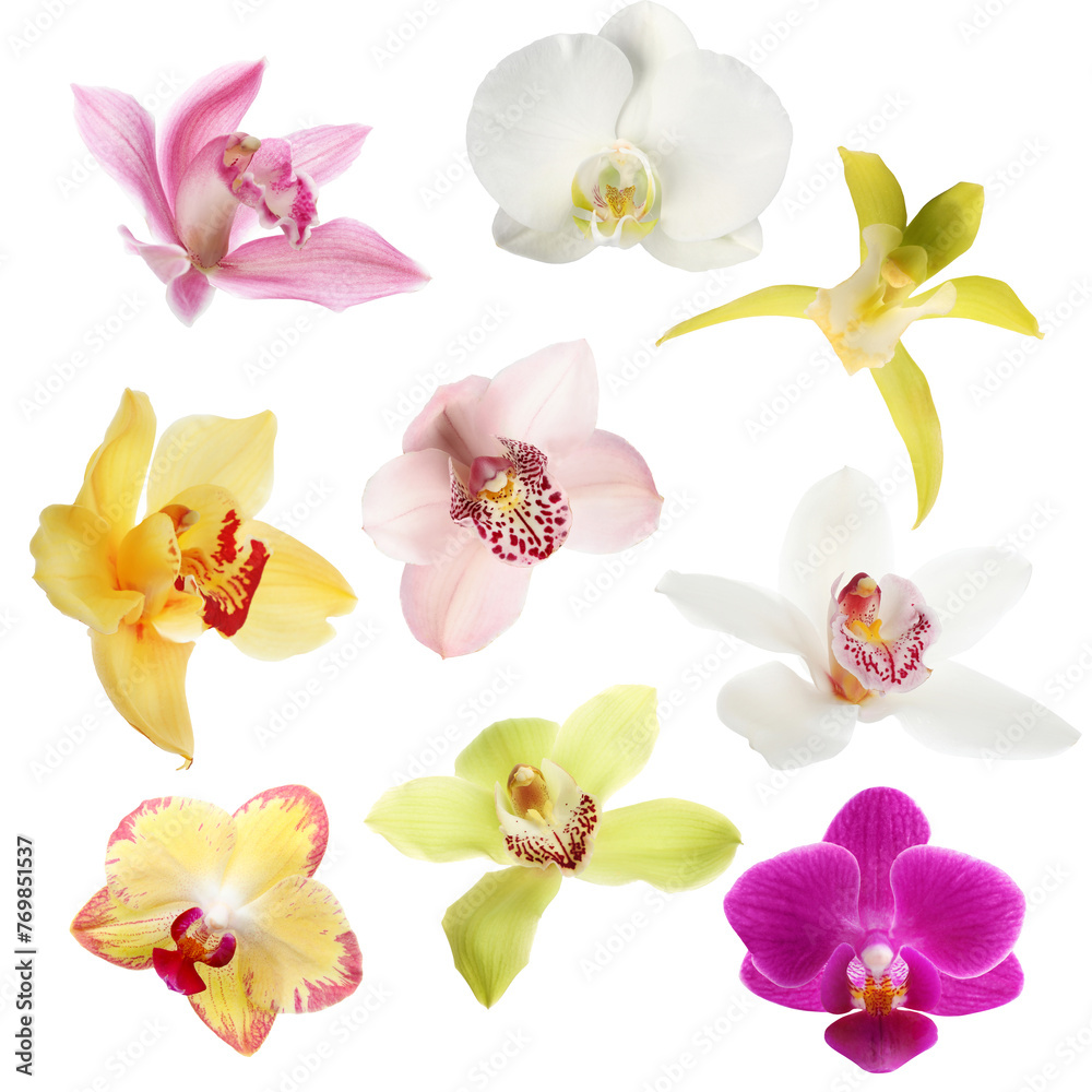 Wall mural Different beautiful orchid flowers isolated on white, set