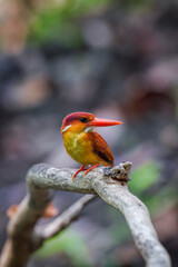 A rufous-backed kingfisher is perched on a tree branch in a lowland tropical forest and watches its surroundings for food