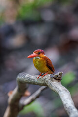 A rufous-backed kingfisher is perched on a tree branch in a lowland tropical forest and watches its surroundings for food