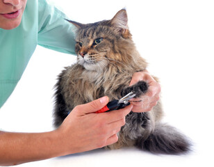 maine coon and vet