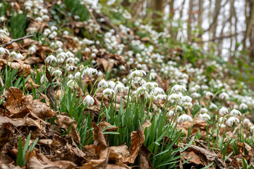 snowdrops in the forest