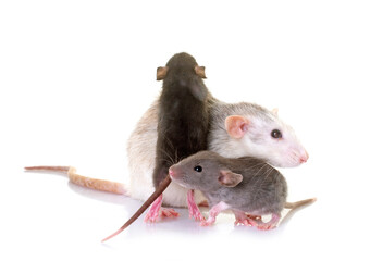 rats family in studio