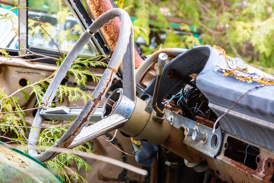 The broken steering wheel and instrument panel of a circa 1960's passenger car overgrown with trees in an auto wrecker scrap yard