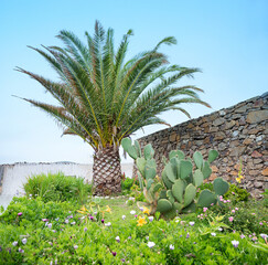 garden with flowers, cactus and palm tree beside natural stone wall