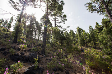 Scene of the Birigoyo peak, La Palma Island, Canary Islands.