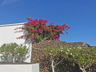 Lanzarote - Bougainvillea in Playa Blanca