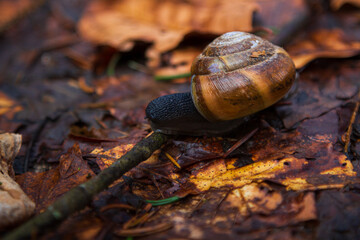 A shy snail on the brown leaves. A dark gray snail with vibrant brown dark orange shell on a stick in the forrest