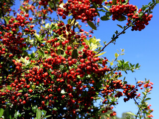 Fototapeta premium A closeup of some red berries