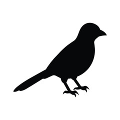 silhouette of a jay bird on white