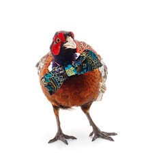 One beautiful pheasant with a butterfly accessory..