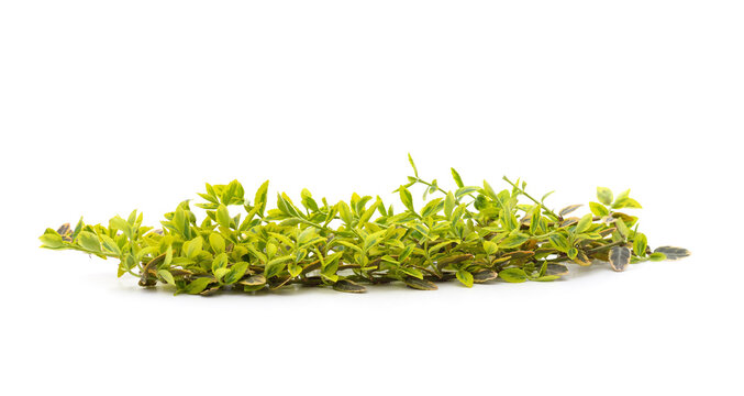 Branch of green berseklet.