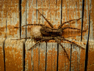 Spider on a wooden background, macro photography of a spider in nature.