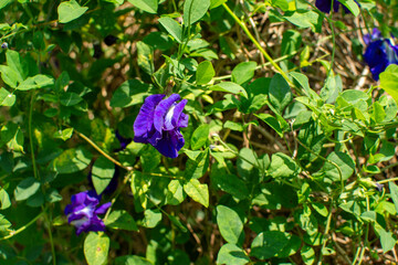 Butterfly pea flowers grow naturally.