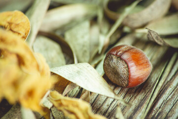 hazelnuts with dead leaves on a table
