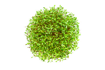 Circle of fresh sprouts of alfalfa isolated on transparent background, png file - 769868156