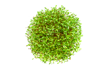 Top view of fresh sprouts of alfalfa isolated on transparent background, png file