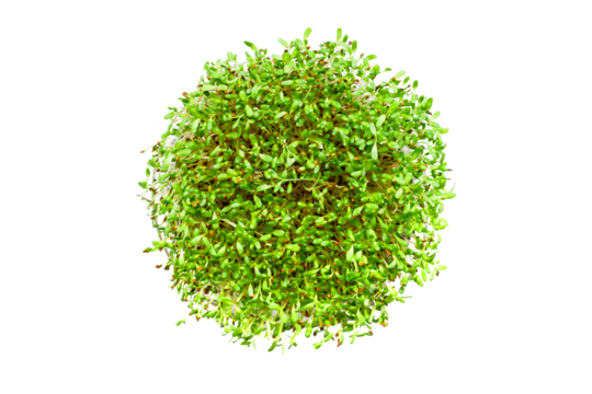 Top view of fresh sprouts of alfalfa isolated on transparent background, png file