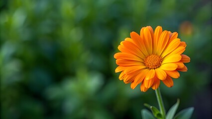 Obraz premium Calendula Flower, Ample Copy Space for Your Message
