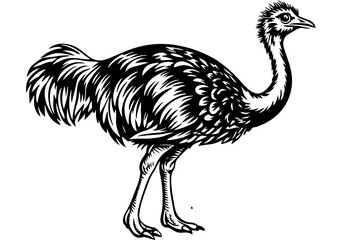 Fototapeta na wymiar ostrich-vector-illustration