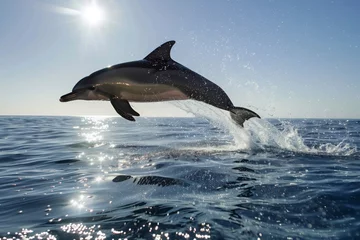 Foto op Canvas dolphin leaping, sun reflecting off ocean © primopiano