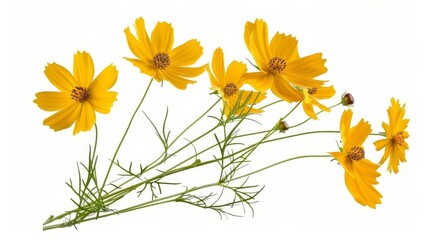 Isolated bouquet of yellow Coreopsis flowers on white, floral botanical illustration