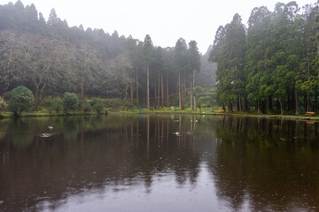 Ducks swimming in the picturesque Lagoa das Patas, Terceira Island, Azores. A serene and natural...
