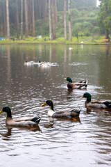 Ducks swimming in the picturesque Lagoa das Patas, Terceira Island, Azores. A serene and natural scene, perfect for wildlife and nature projects.