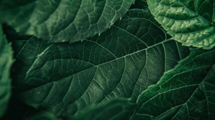 Close-Up of Lush Green Leafy Plant - obrazy, fototapety, plakaty