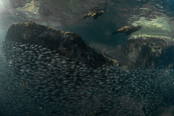 Sea lions hunting for fish